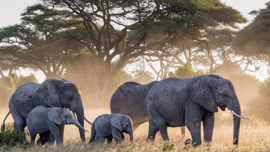 african-image-opt1490569666760_aspR_1.619_w400_h247_e400